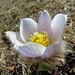 Frühlings-Anemone (Pulsatilla vernalis)