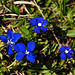 Schusternägel mit Blütenstaub
