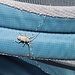 Riesen-Bock-Käfer auf meinem Rucksack