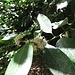 Stechpalme (Ilex aquifolium)