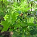 Quercus robur L.<br />Fagaceae<br /><br />Quercia comune.<br />Chene pédunculé-<br />Stiel-Eiche.