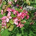 Malus floribunda Siebold<br />Rosaceae<br /><br />Melo giapponese da fiore.