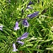 Hyacinthoides non-scripta (L.) Rothm.<br />Asparagaceae (Liliaceae p.p.)<br /><br />Giacinto a fiori penduli.<br />Jacinthe sauvage.<br />Hasenglöckhen.