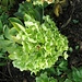 Helleborus arguntifolius Viv.<br />Ranunculaceae<br /><br />Elleboro della Corsica