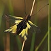 Libelllen-Schmetterlingshaft (Libelloides coccajus) 