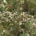 Baum-Heide (Erica arborea)