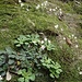 Keilblättiger Steinbrech (Saxifraga cuneifolia) ???