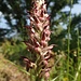 Wanzen-Knabenkraut (Orchis coriphora) ???