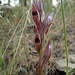 Kleinblütiger Zungenstendel (Serapias vomeracea) ???