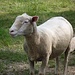 Sennwald Schaf