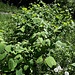 <b>Una pianta neofita invadente: il Poligono del Giappone (Reynoutria japonica).
È una pianta dotata di allelopatia. In pratica emette delle sostanze che inibiscono la crescita di altre specie. Solo l'ortica le resiste!
Da noi è presente dagli anni 1960-1970 e non si conoscono metodi di lotta efficaci.
Basti pensare che i rizomi si sviluppano sino a 3 metri di profondità e esplorano il terreno lateralmente sino a 7 metri dal nucleo visibile.</b>