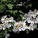 <b>Viburno o Pallon di neve (Viburnum opulus).<br />Oetzi preparava le aste delle frecce con getti di viburno</b>