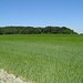 "Zigeunerberg"