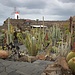 JARDIN DE CACTUS una delle opere di Cesar Manrique: in questo museo, situato alle porte di Guatiza, vivono oltre 1400 specie differenti di cactus, che spuntano dalla cenere nera......