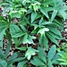 Helleborus viridis L.<br />Ranuncolaceae<br /><br />Elleboro verde.<br />Hellébore vert.<br />Grüne Nieswurz.