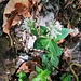 Asperula taurina L.<br />Rubiaceae<br /><br />Stellina cruciata.<br />Aspérule de Turin.<br />Turiner Waldmeister.