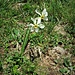 Narcissus poeticus L.<br />Amaryllidaceae<br /><br />Narciso selvatico.<br />Narcisse des poètes.<br />Weisse Garten-Narzisse.