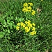 Barbarea vulgaris R.Br.<br />Brassicaceae<br /><br />Erba di Santa Barbara comune.<br />Herbe de Sainte-Barbe.<br />Gemaine Winterkresse.