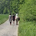 On voit de tout sur les chemins suisses... même des lamas qui se promènent à la laisse !