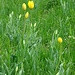 Glücklicherweise sind einige Tulpen offen, aber an die Tausend werden ebenfalls bald blühen