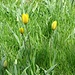 Die gelbe Tulipa grengiolensis forma omnino-lutea