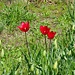 Und hier die rote Tulipa grengiolensis forma omnino-rubra