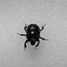 ein einsamer Käfer im tiefen Schnee unterwegs