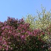 Flieder- und Obstbaumblüte