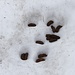 <b>Fatte di Fagiano di monte.<br /><img src="http://f.hikr.org/files/2644882k.jpg" /><br />In inverno scava delle buche nella neve per rintanarsi e diminuire la perdita di calore (dall'esterno all'interno dell'igloo vi sono circa 30° di differenza).<br />D'inverno mangia rametti di larice con corteccia ricca di zuccheri.<br />Nel mese di maggio i maschi competono tra di loro con il canto, detto rugolio, fischi e balzi di imposizione.</b>
