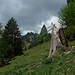 Eindrucksvoller Baumstrunk nahe der Kotalm mit Gewitterwolken. Das Gewitter    kam gegen Mittag nicht - vielleicht später.