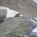 Marmotta diva 