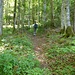 Der Pfad führt durch schönen Buchenwald