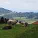 glückliche Kühe im Appenzellerland