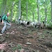 Durante uno dei tagli, ecco l’incontro con un gruppo di capre orobiche che ci hanno seguiti per un po’.