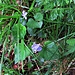 Viola reichenbachiana Boreau<br />Violaceae<br /><br />Viola silvestre.<br />Violette des forets.<br />Wald-Veilchen.