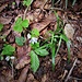 Oxalis acetosella L.<br />Oxalidaceae<br /><br />Acetosella dei boschi.<br />Oxalis petite oiselle.<br />Wald-Sauerklee.<br />