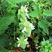 Lamium album L.<br />Lamiaceae<br /><br />Falsa ortica bianca.<br />Lamier blanc.<br />Weisse Taubnessel.