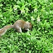 Uno degli innumerevoli scoiattoli di Saint James's Park.