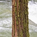 Ice-cold water, tree trunk and lichen