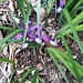 Iris graminea L.<br />Iridaceae<br /><br />Giaggiolo susinario.<br />Iris graminée.<br />Grasblättrige Schwertlilie. 