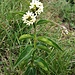Vincetoxicum hirundinaria Medik.<br />Apocynaceae (incl. Asclepiadaceae)<br /><br />Vincetossico comune.<br />Dompte-venin officinale.<br />Schwalbenwurz.