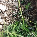 Phyteuma orbiculare L.<br />Campanulaceae<br /><br />Raponzolo orbicolare.<br />Raiponce orbiculaire.<br />Rundköpfige Rapunzel.