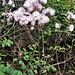 Thalictrum aquilegifolium L.<br />Ranuncolaceae<br /><br />Pigamo colombino.<br />Pigamon à feuilles d'ancole.<br />Akeleiblättrige Wiesenraute.