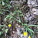 Crepis capillaris Wallr.<br />Asteraceae<br /><br />Radicchiella capillare.<br />Crépide capillaire.<br />Kleinköpfiger Pippau.