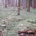 Effetto grandine; tappeto di rametti di abete rosso...
