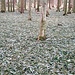 ...e abete bianco