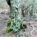 Vecchia betulla