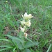 Weisses Waldvögelein (Cephalanthera damasonium)