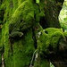 Presenze inquietanti controllano il bosco