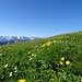 Blumenwiese am Gipfel